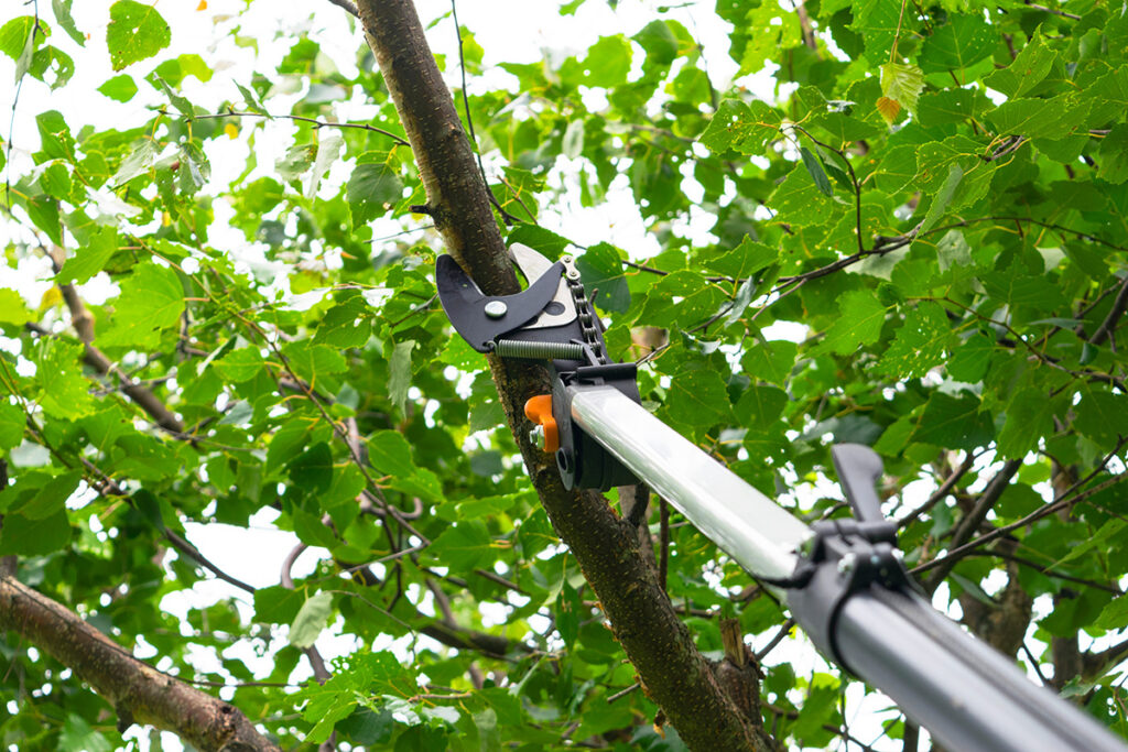 Seasonal,Pruning,Trees,With,Pruning,Shears.,Gardener,Pruning,Fruit,Trees