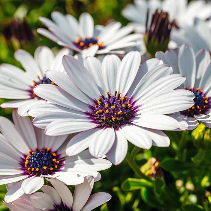 Osteospermum
