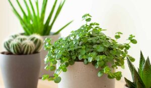 indoorflower