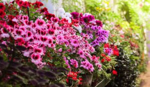 pelargonium