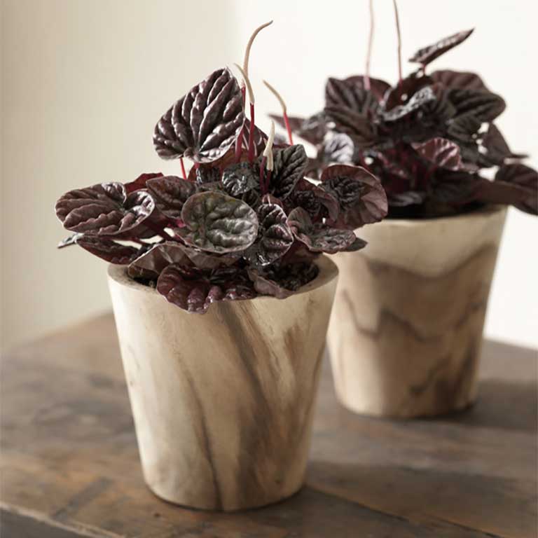 pot2