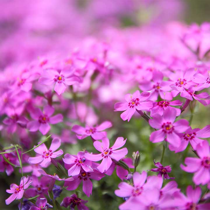 verbena