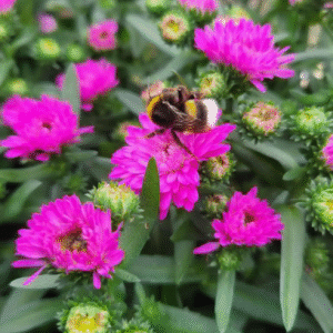 höstblomma 2